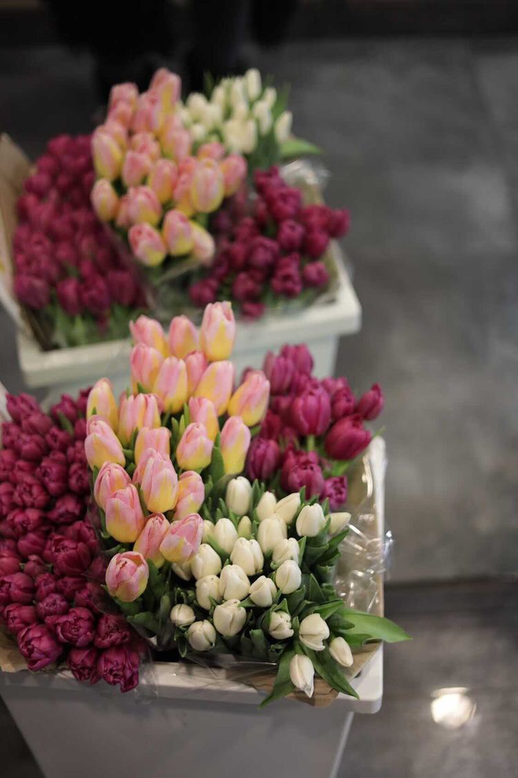 Tulpen für Kiew (c) Mariya Kozymenko